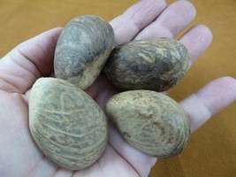 tn-12) 4 medium natural Tagua Nut whole nuts for craft Carving Dried plain uncut - £14.93 GBP