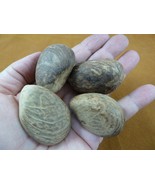 tn-12) 4 medium natural Tagua Nut whole nuts for craft Carving Dried pla... - $18.69