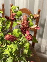 2 ROSE PINK LOLLIPOP SHRIMP Starter Plant Attracts Hummingbird - £4.69 GBP