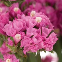50 Pink Statice Seeds Flower Annual Long Lasting Great Gift - £14.09 GBP