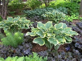 Hosta Sagae Blue Gold Variegated Leaves Seeds USA Fast Shipping - $18.98