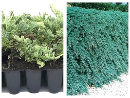 10 Blue Rug Juniper Live Plants Drought Tolerant Hardy Evergreen Groundc... - £88.12 GBP