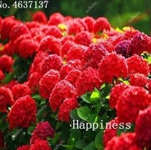 50 Pcs Hydrangea Paniculata &#39;Vanilla Fraise&#39;Hydrangea FlowerMixed Colors... - $7.89