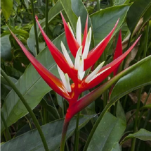 15 Seeds Red Christmas Heliconia house plant- garden- flowers MG - $5.35