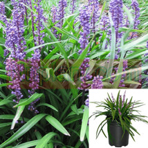 SEPTH Liriope Muscari Big Blue Plant Lilyturf Plant Border Grass Live Plant 4inc - £6.79 GBP