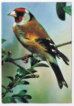 Postcard Bird European Goldfinch - £3.13 GBP