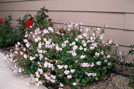 10 Wholesale Perennial Geranium &#39;Biokovo&#39; Cranesbill Live Plants Flowers... - $69.00
