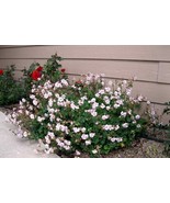 10 Wholesale Perennial Geranium 'Biokovo' Cranesbill Live Plants Flowers Herbs - $69.00