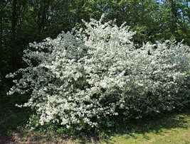 New Fresh Seeds 15 Sargent Crab Apple Seeds Malus Sargentii - £9.58 GBP