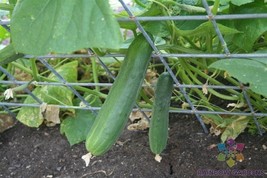 25+ Swing Cucumber Seeds - $10.96