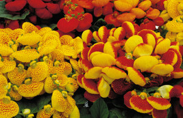 25 Seeds Mix Calceolaria Dainty Flower Long Lasting Perennial - £13.51 GBP