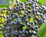 1 50 Blue Elderberry Seeds Sambucus Caerulea - $8.99