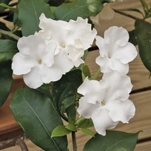 15 Seeds Lady Of The Night Flowers Fresh Seeds - $10.00