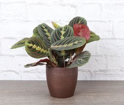 1 Pcs Red Prayer Plant - Copper Classic Pot - 4&quot; Diameter Live Houseplant  - £43.56 GBP