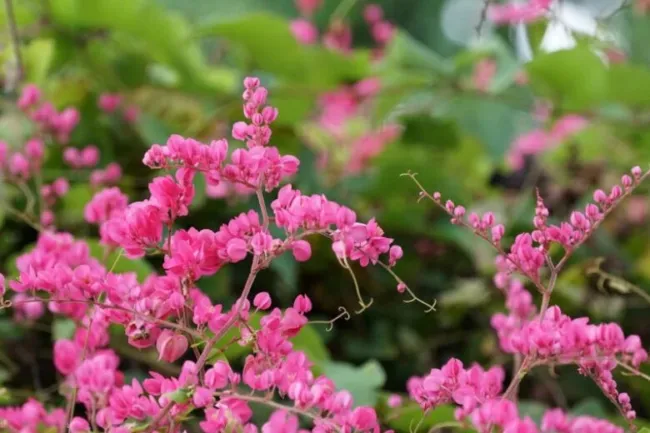 5 Coral Vine Mexican Creeper Chain Of Love Antigonon Leptopus Pink Flower Seeds  - £19.16 GBP