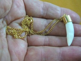 (G169-37) 1-1/4&quot; Alligator Tooth Teeth Gold plated brass capped pendant necklace - £18.73 GBP