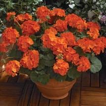 Worldwide Shipping 10Pcs Geranium Orange Parfait Orange Perennial Flowers Seed B - £8.63 GBP