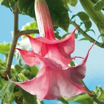 10 Double Pink Rose Angel Trumpet Seeds Flowers Seed Brugmansia Datura - £12.62 GBP