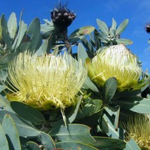 6Pcs Protea Nitida Wagon Tree Flower Seeds Garden Beautiful - £18.33 GBP