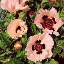 35+ Princess Victoria Louise Papaver Poppy Orientale Flower Seeds Perennial - $9.84