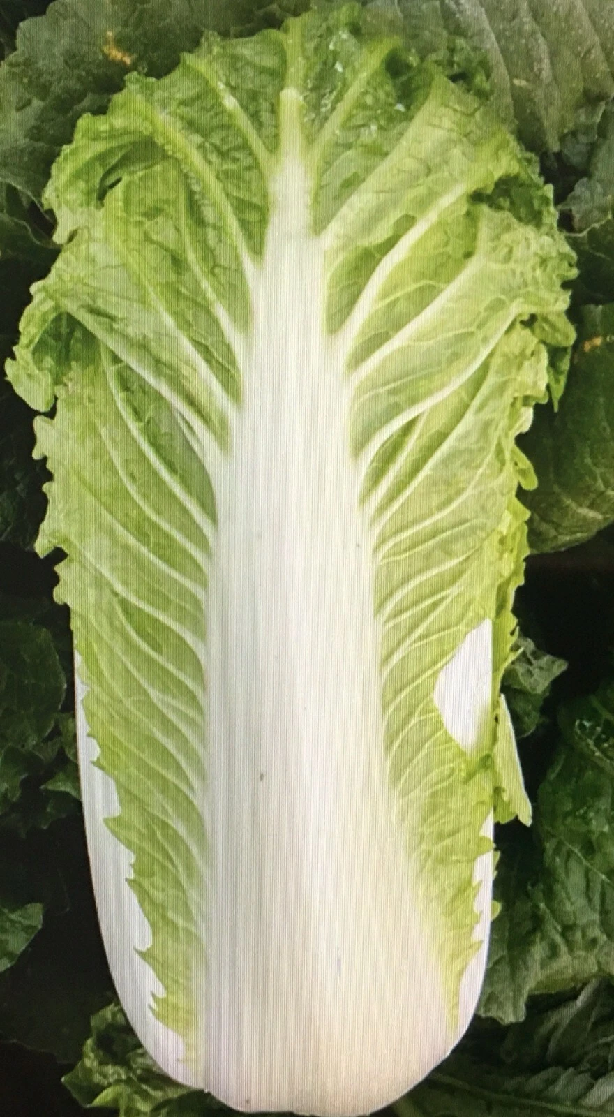 Must-Have 200 Chinese Cabbage Seeds F1-Hybrid Big ing Cabbage Bok Choy - $3.72