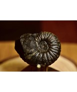 STUNNING FOSSIL!!! Neodeshayesites Colombia Ammonite Display Peice (52mm) - $85.07 CAD