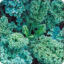 Kale, VATES Blue Curled Scotch Kale Seeds, 50 Seeds PER Package, Non GMO, Delici - £1.58 GBP