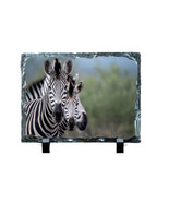 ZEBRA #1200 on 6 x 8 SUBLISLATE - $14.80