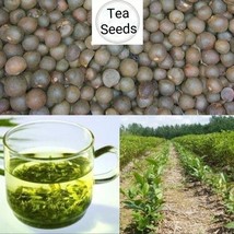 SDC 25 Camellia Camellia Sinensis Green Tea Tea Plant Edible Flo Fresh S... - $464.39 MXN