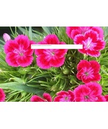 Red &amp; Pink Virgo Sementes Terrace - Flower Seeds - BOGO - £0.77 GBP