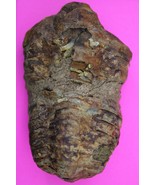 Trilobite Fossil 450 Million Years Old Morroco Guaranteed Real Dino Girl... - $41.13 CAD