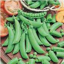 Cascadia Snap Peas Seeds (25+ Seeds) - $4.75