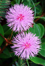 Mimosa pudica, Sensitive plant sleepy bush rare bonsai powder puff seed 50 seeds - £7.98 GBP