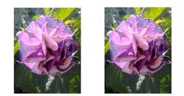 Double Orchid Rose Angel Trumpet 10 Seeds Flowers Seed Brugmansia Datura - £16.88 GBP
