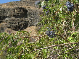 50 Seeds Blue Elderberry Or Sambucus Caerulea - £7.68 GBP