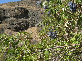 50 Seeds Blue Elderberry Or Sambucus Caerulea - £7.53 GBP