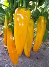 10 Golden Marconi Pepper Seed Gold Italian Pepper Sweet Fast US Shipping - $15.00