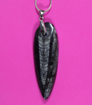Authentic Orthoceros Necklace Fossil 500 Million Years Old Dinosaur Girl... - $41.13 CAD