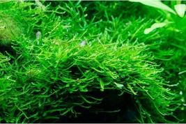 Live Aquarium Plants Java Moss Vesicularia Golf Ball Size Aquatic - £15.13 GBP