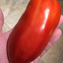 San Marzano Redorta Tomato Fresh Seeds From US - £11.90 GBP