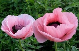 100 SEEDS POPPY POWDER PUFF PINK QUICK TRANSFORM HEIRLOOM SEEDS WORK - $8.35