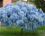 Blue Wisteria Tree Flowers Garden Planting Beautiful 10 Seeds Free Shipping - £4.74 GBP