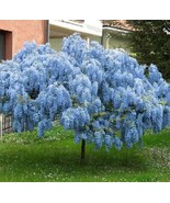 Blue Wisteria Tree Flowers Garden Planting Beautiful 10 Seeds Free Shipping - £4.78 GBP