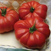 50 Seeds Grandmas Pick Tomato Juicy Tomatoe Vegetable Garden Fresh USA Shipping - £7.42 GBP