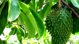 Daun sirsak (Soursop Leaves) Powder, 80 Gram - $19.21