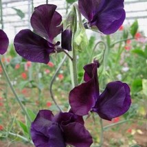 Navy Blue Sweet Pea Lathyrus Most Fragrant Flower Seeds Garden Fresh USA... - $16.77