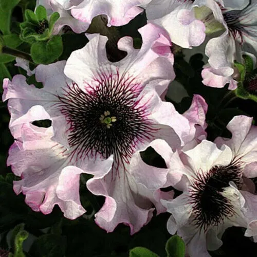Fresh Black Pink &amp; White Petunia Flowers Planting Perennial 200 Seeds Ga... - £8.77 GBP