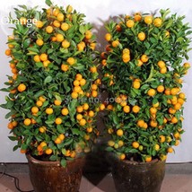 Heirloom Bonsai Ornamental Sweet Orange Fruit Tree, 20 Seeds, delicious ... - $3.70