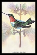 Hummingbird: Trochilus Colubris by Sir William Jardine - Art Print - £17.29 GBP+