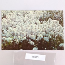 Alaska Cotton Flower Vintage 1960s Postcard Dexter Dedman&#39;s Photo Shop - $6.88
